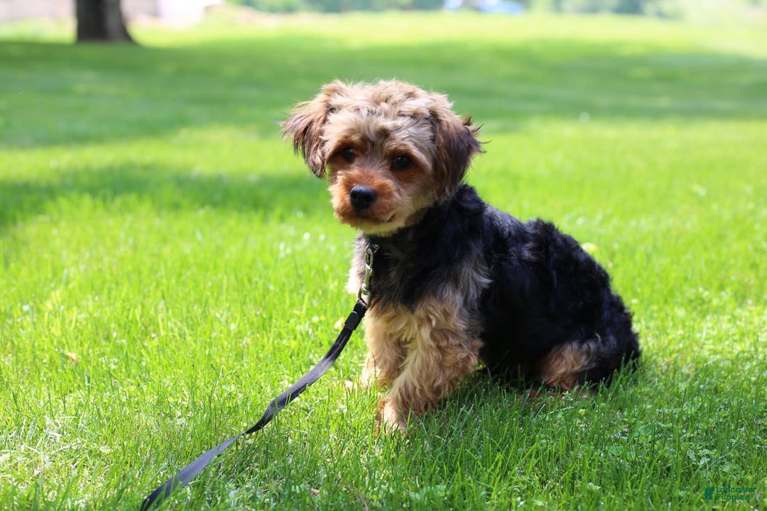 Yorkiepoo dogs for sale: Roo - Image 21