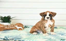 Boxer dogs for sale: Henry - Image 5