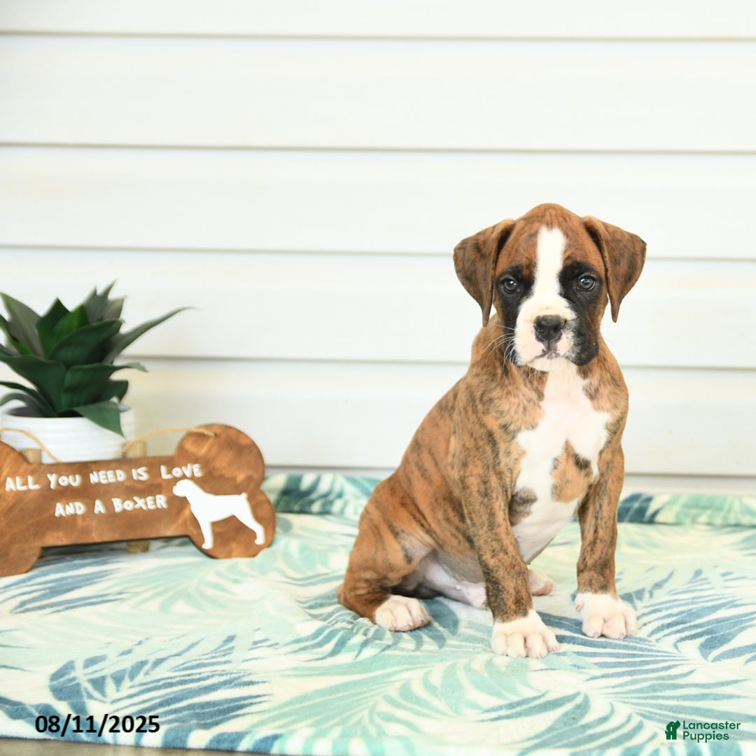 Boxer dogs for sale: Henry - Image 5