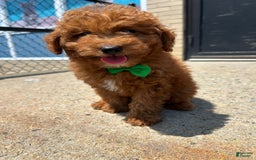 Mini Goldendoodle dogs for sale: Pacific - Listing for pets: Atlantic, Artic, Pacific - Image 3