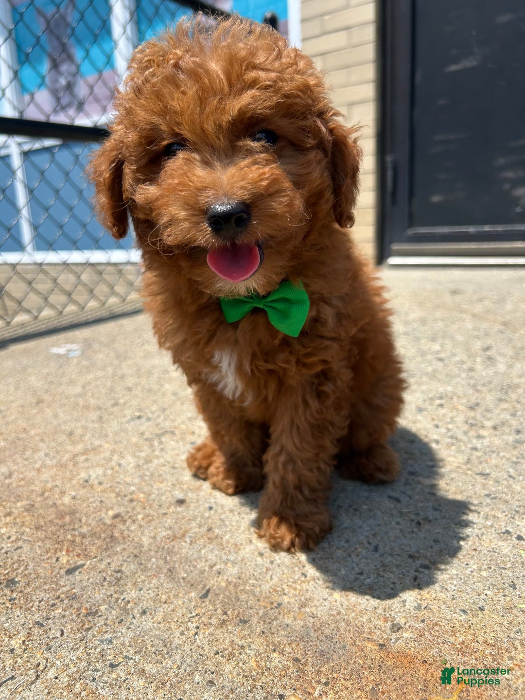 Mini Goldendoodle dogs for sale: Pacific - Listing for pets: Atlantic, Artic, Pacific - Image 3