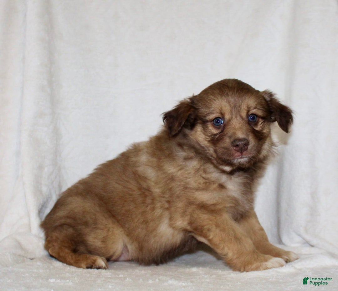 Australian Shepherd dogs for sale: Sandra - Image 6