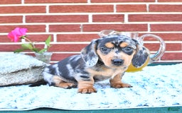 Miniature Dachshund dogs for sale: Tommy - Image 5