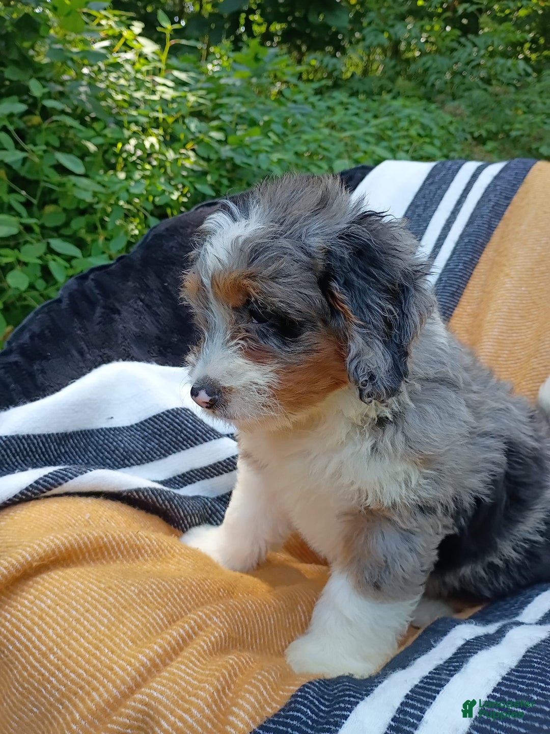 Mini Bernedoodle dogs for sale: Mini Bernedoodle 9 puppies - Image 5