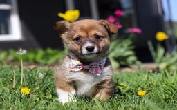 Welsh Corgi Pembroke dogs for sale: Daisy - Image 4