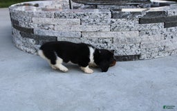 Miniature Dachshund dogs for sale: Casey - Image 3
