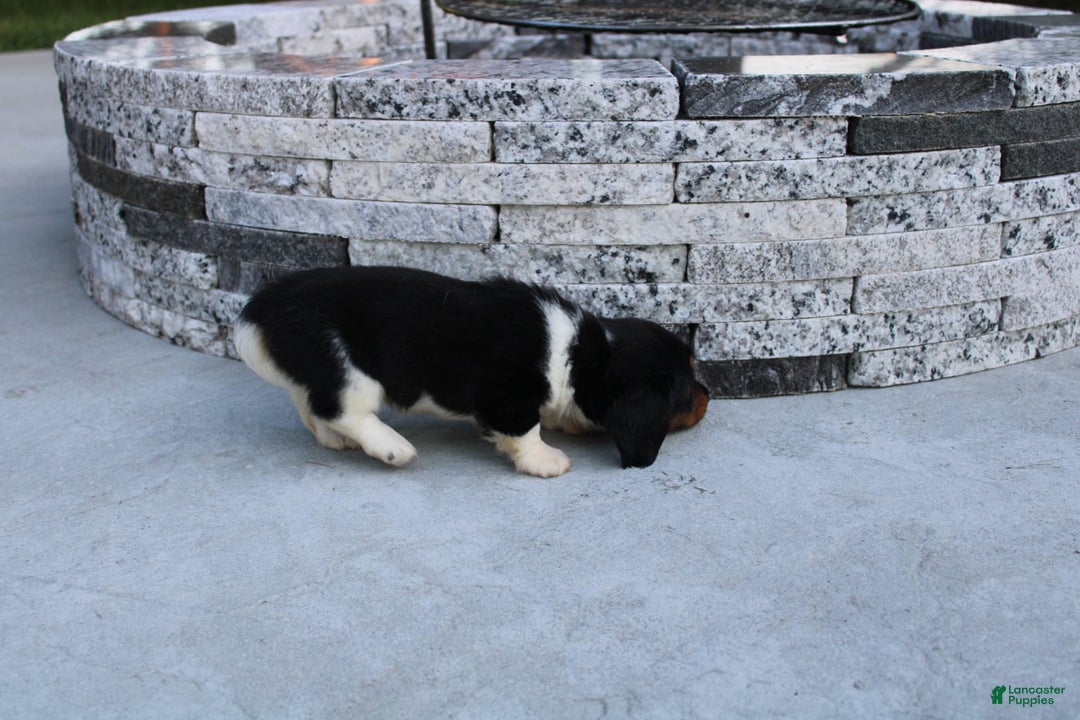 Miniature Dachshund dogs for sale: Casey - Image 3