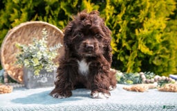 Cocker Spaniel dogs for sale: Dolly - Image 3