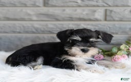 Miniature Schnauzer dogs for sale: Jojo - Image 9