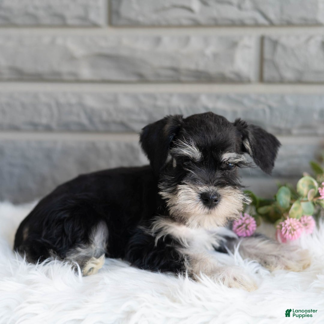 Miniature Schnauzer dogs for sale: Jojo - Image 9