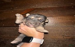 Gerberian Shepsky dogs for sale: Marlo - Image 3