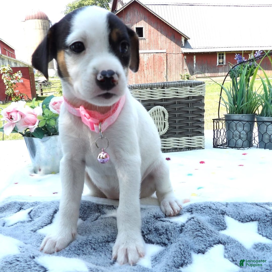 Jack Russell Terrier dogs for sale: Flower - Image 1