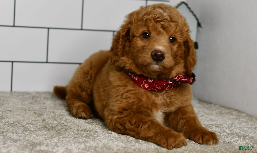 Mini Goldendoodle dogs for sale: Sandie - Image 4