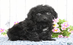 Havapoo dogs for sale: Alden - Image 2