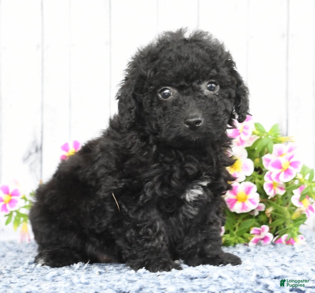 Havapoo dogs for sale: Alden - Image 2