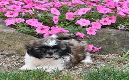 Shih Tzu dogs for sale: Olivia - Image 6