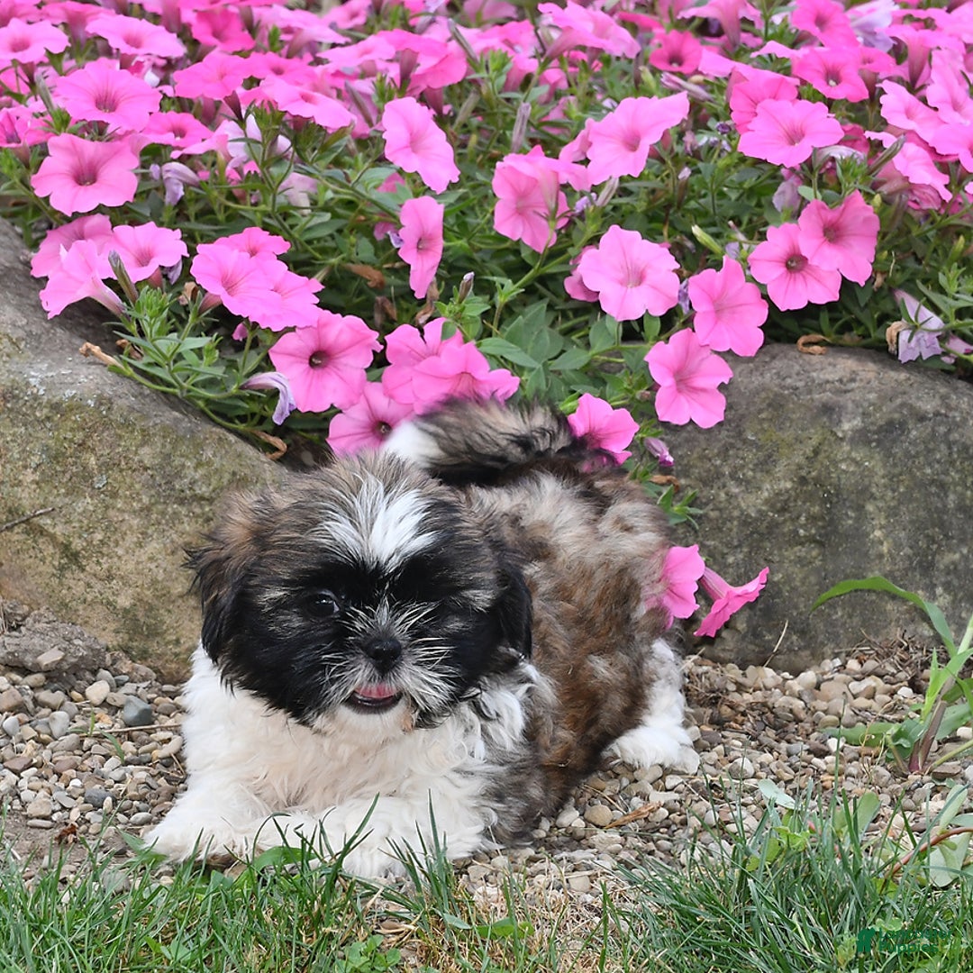 Shih Tzu dogs for sale: Olivia - Image 6