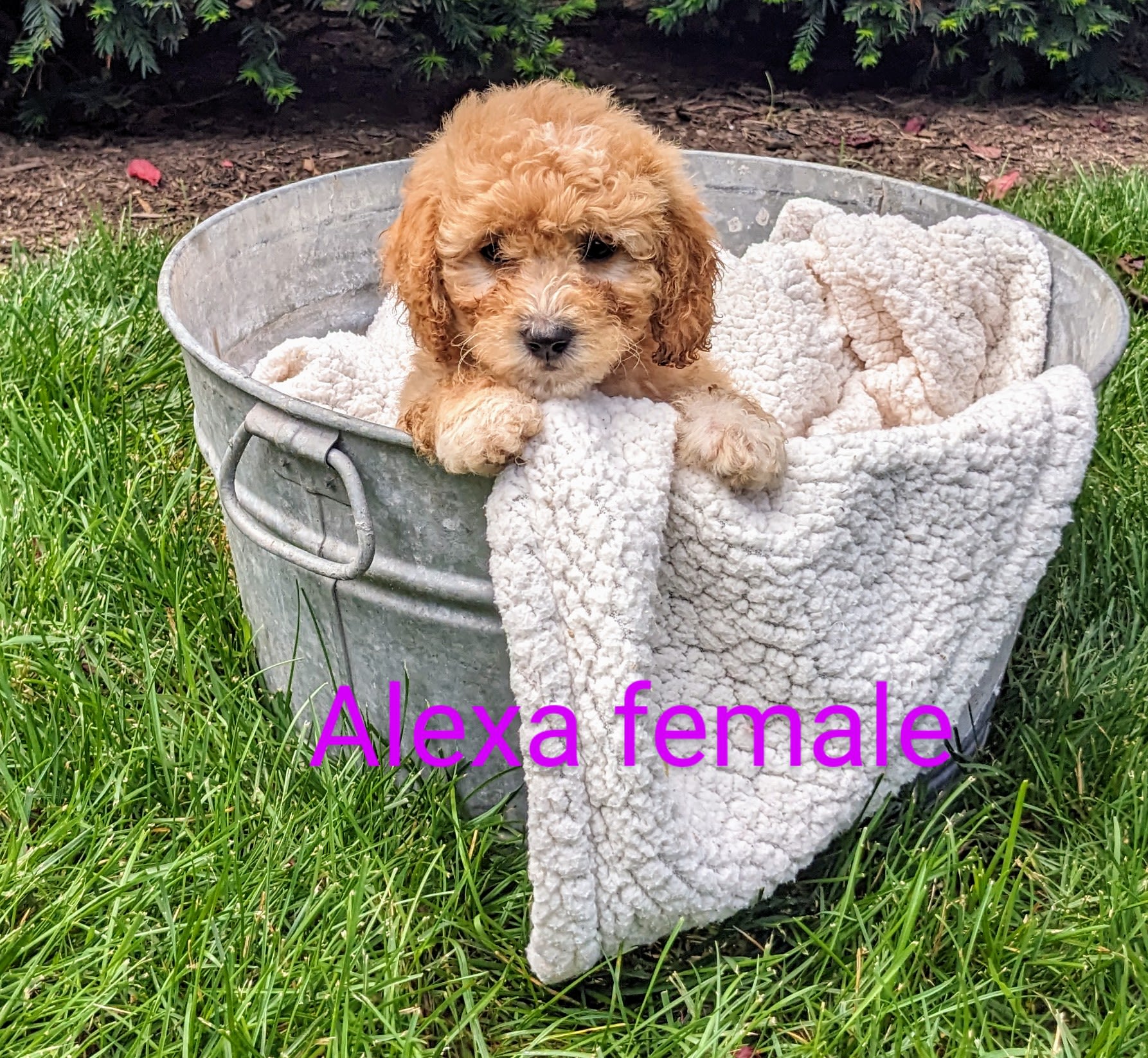Mini Goldendoodle dogs for sale: Alexa - Image 2
