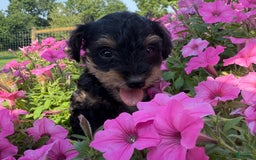 Schnoodle dogs for sale: Isaiah - Image 4