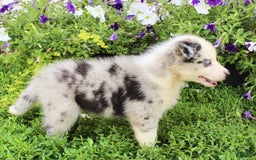 Australian Shepherd dogs for sale: Australian Shepherd 8 puppies - Image 15