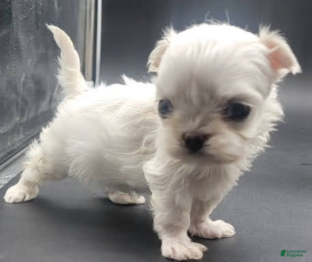 Maltese dogs for sale: Casper - Image 7