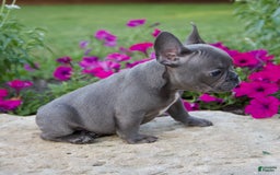 French Bulldog dogs for sale: Max - Image 5