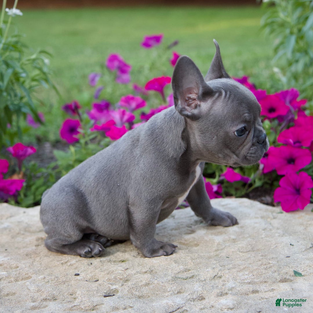 French Bulldog dogs for sale: Max - Image 5