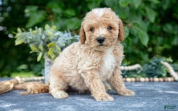 Miniature Poodle dogs for sale: Wyatt - Image 1