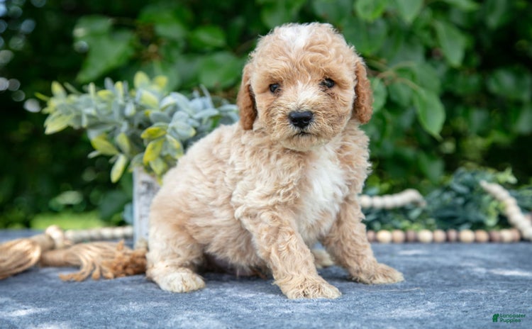 Miniature Poodle dogs for sale - Ad 4