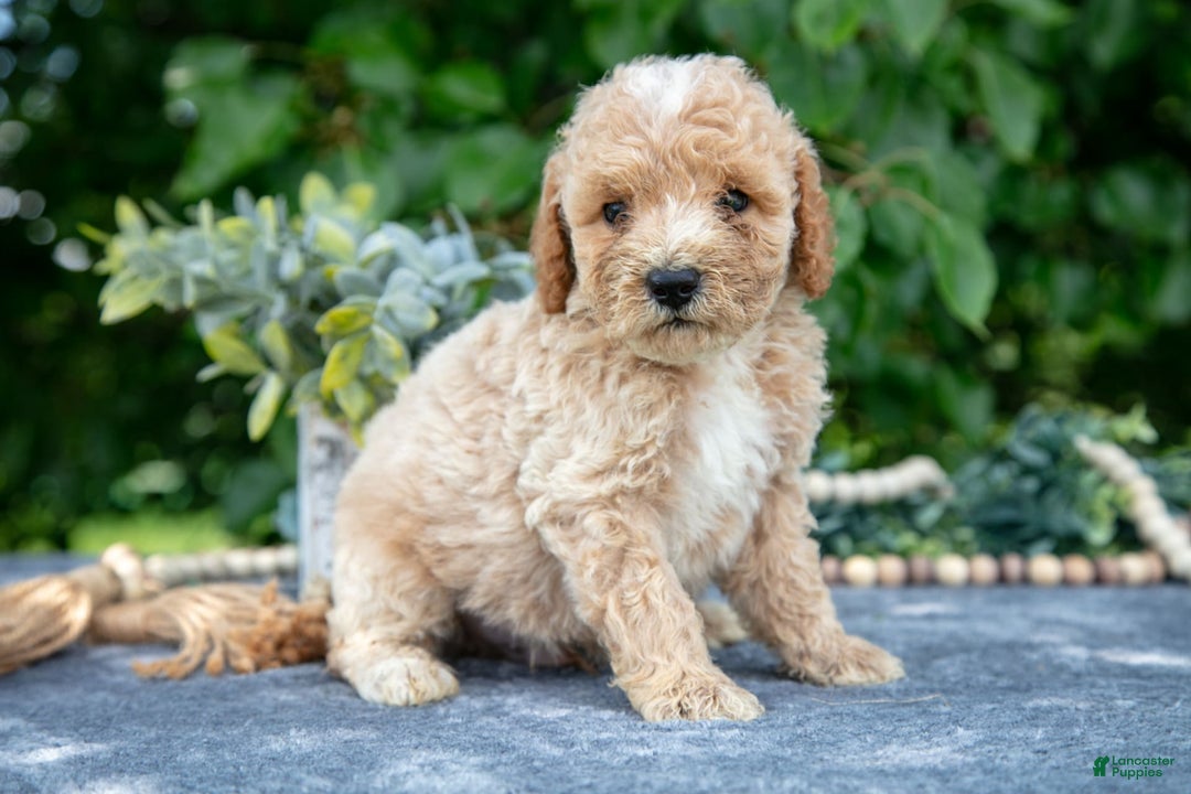 Miniature Poodle dogs for sale: Wyatt - Image 1