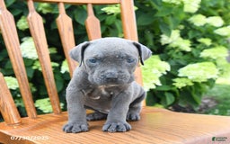 Cane Corso dogs for sale: Smores - Image 5