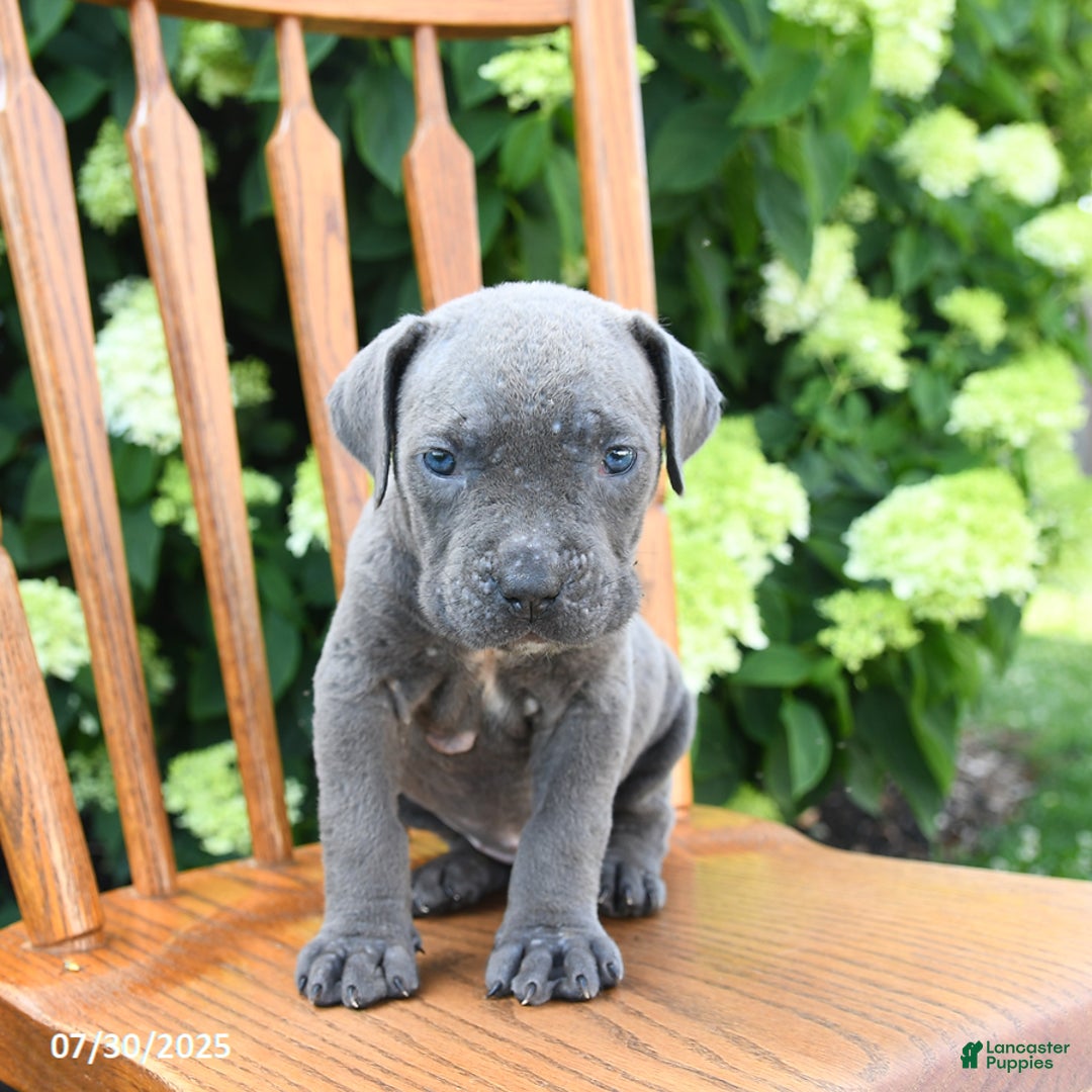 Cane Corso dogs for sale: Smores - Image 5