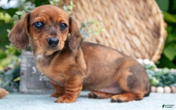 Miniature Dachshund dogs for sale: Garnet - Image 1