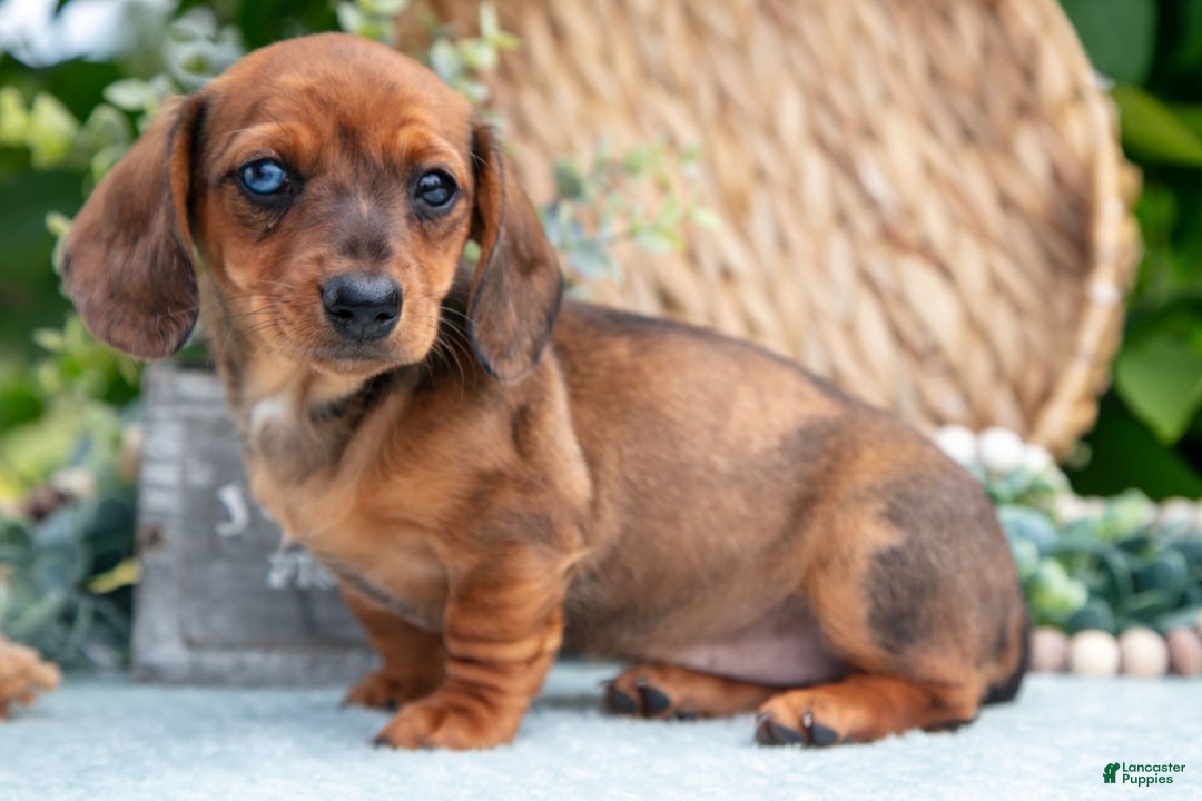 Miniature Dachshund dogs for sale: Garnet - Image 1