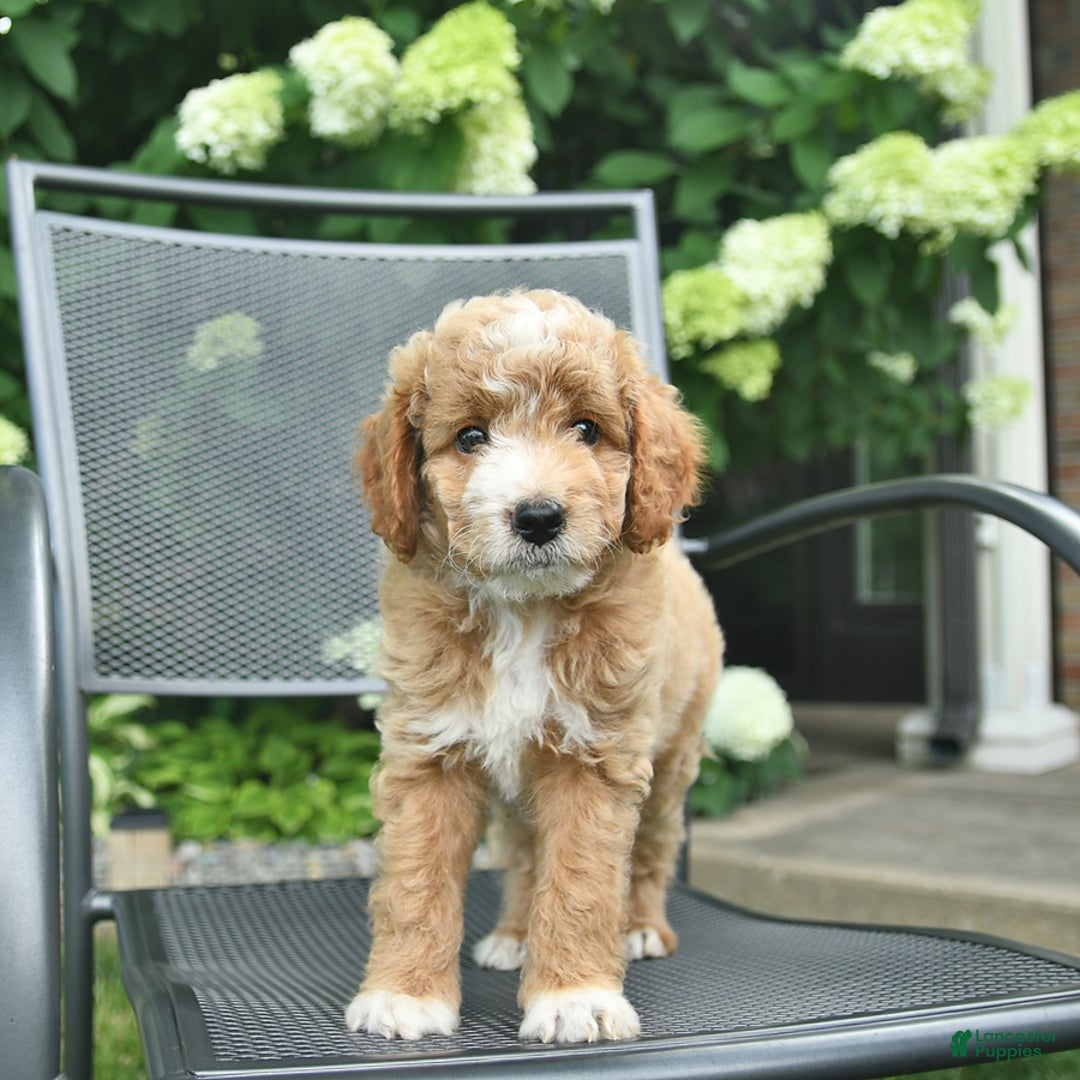 Mini Goldendoodle dogs for sale: Lincoln - Image 1