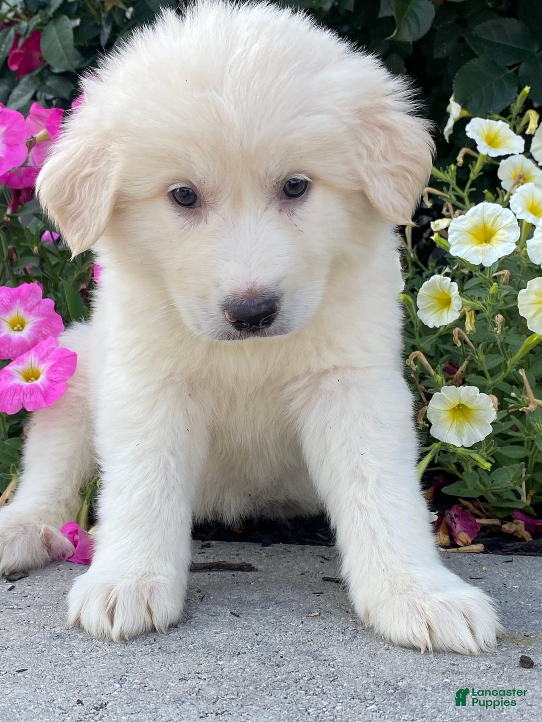 Great Pyrenees dogs for sale: Gina - Image 1