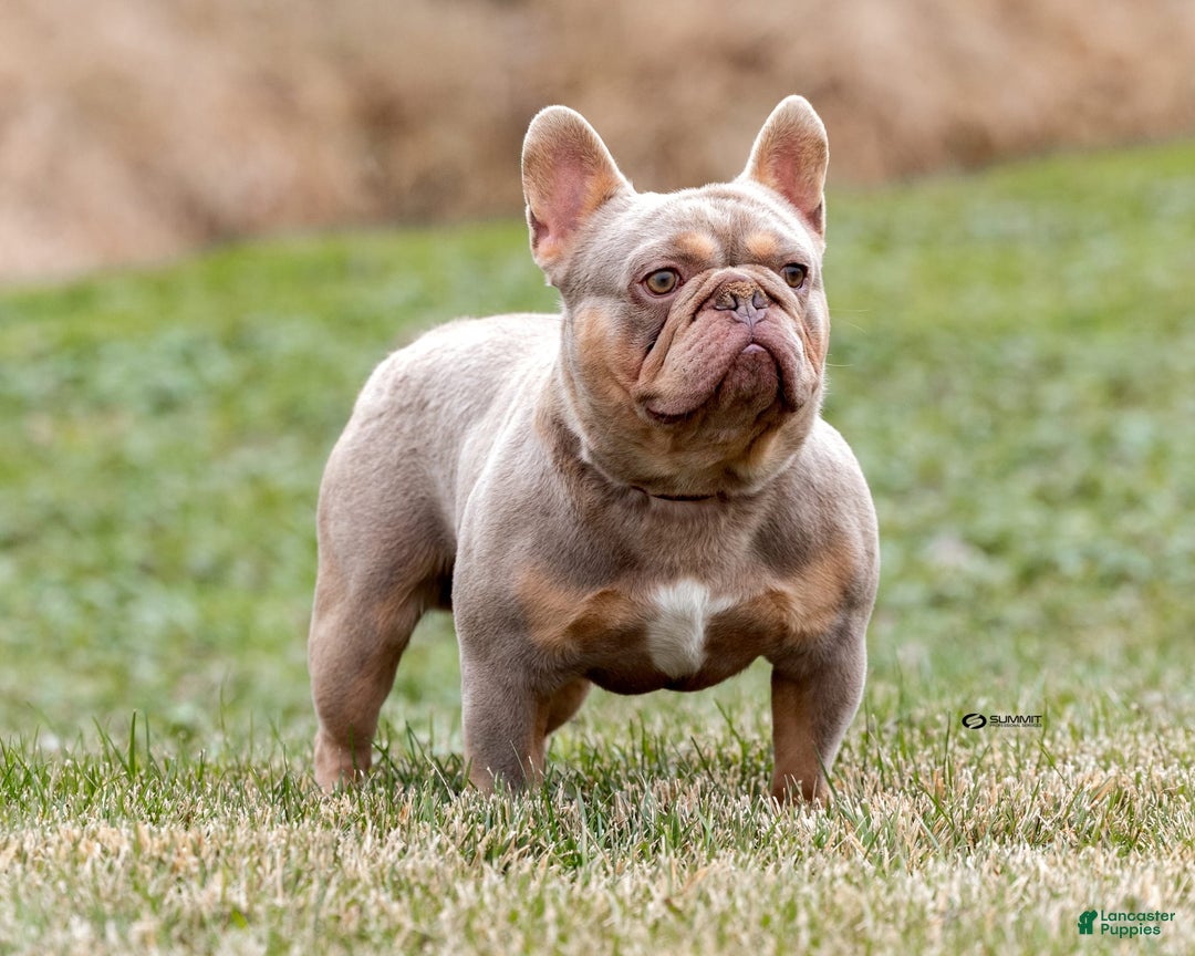 French Bulldog dogs for sale: Bruno - Image 8