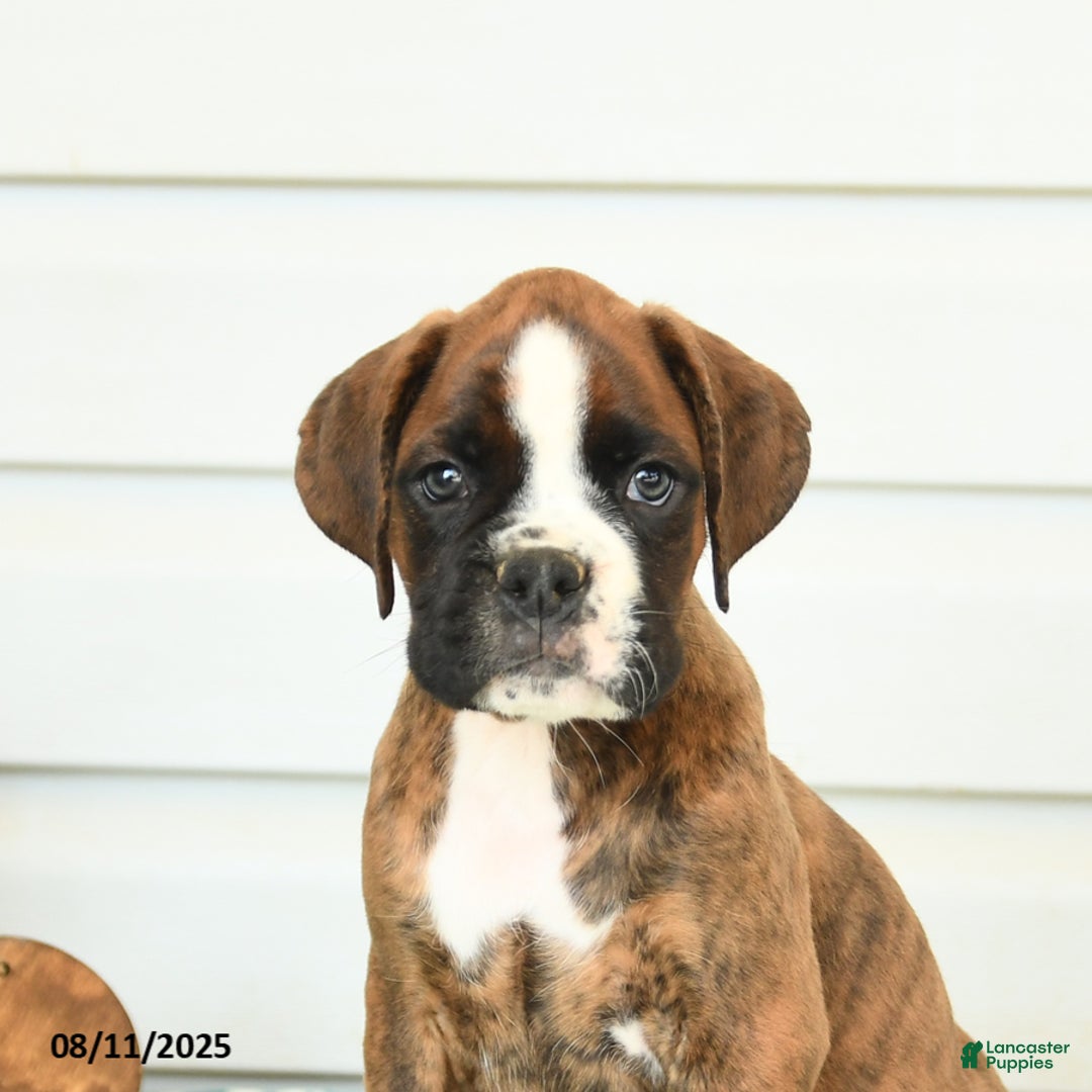 Boxer dogs for sale: Harry - Image 3