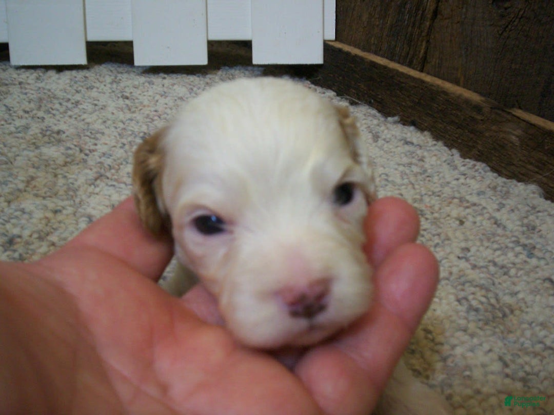 Cavapoo dogs for sale: Sam - Image 5