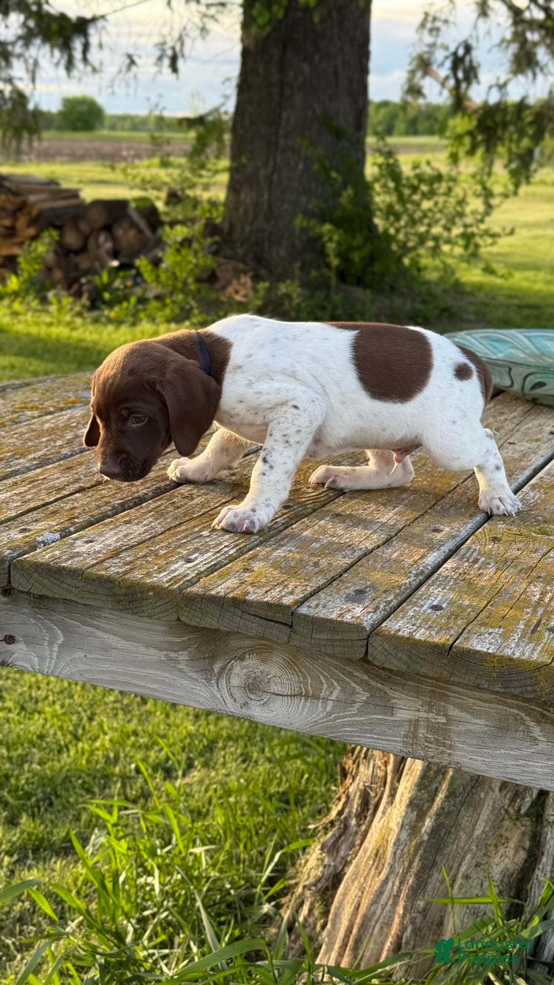 German Shorthaired Pointer dogs for sale: Remmy - Image 8