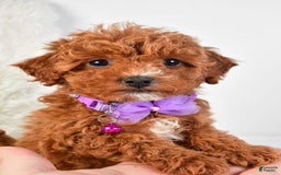 Cavapoo dogs for sale: Glory - Image 8