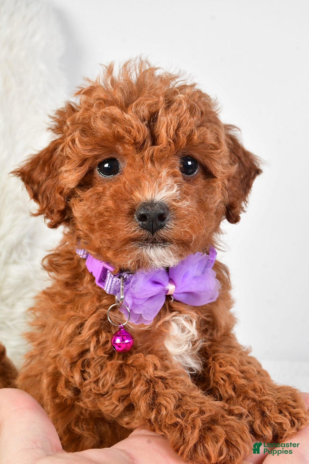 Cavapoo dogs for sale: Glory - Image 8