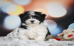 Havanese dogs for sale: Lexi - Image 1