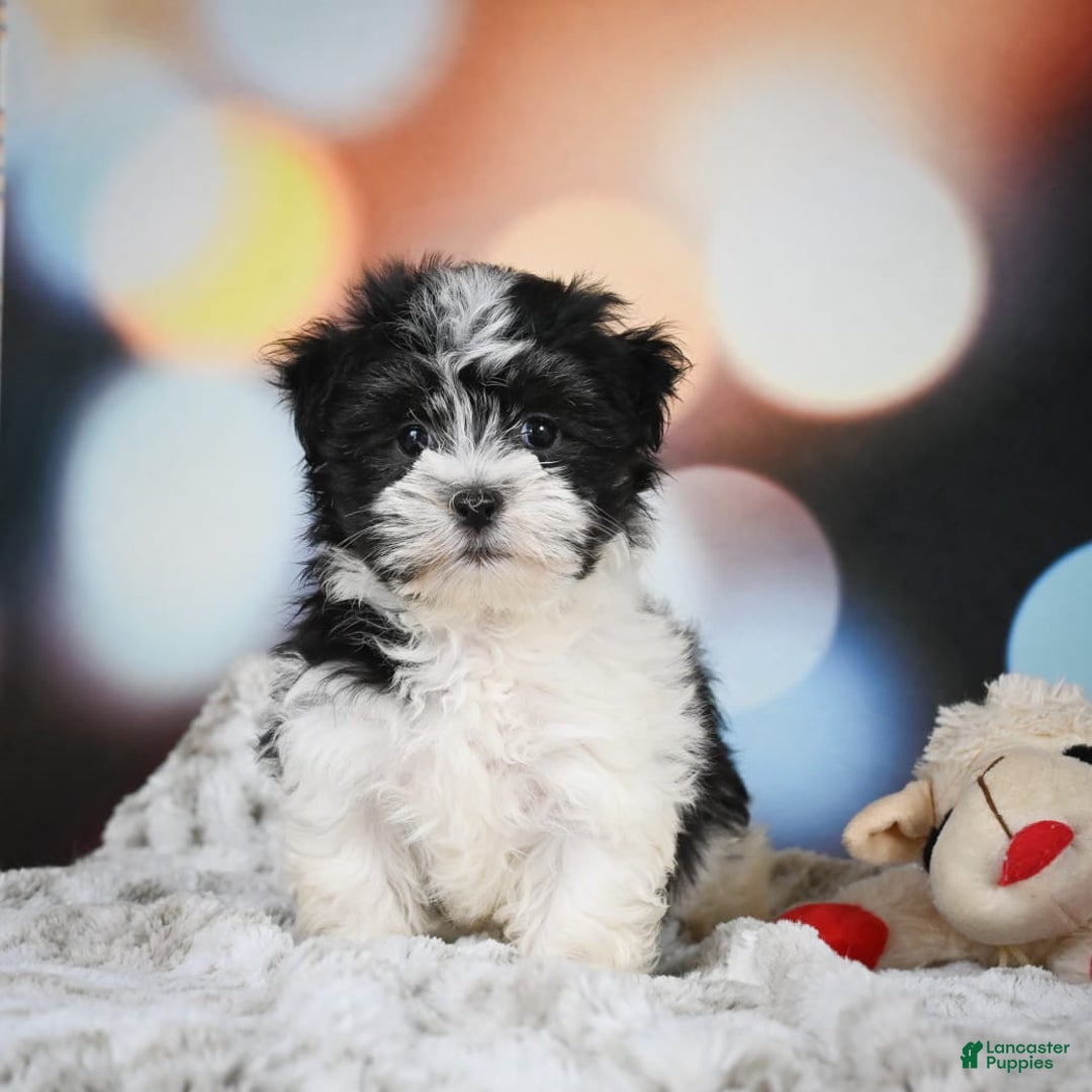 Havanese dogs for sale: Lexi - Image 1