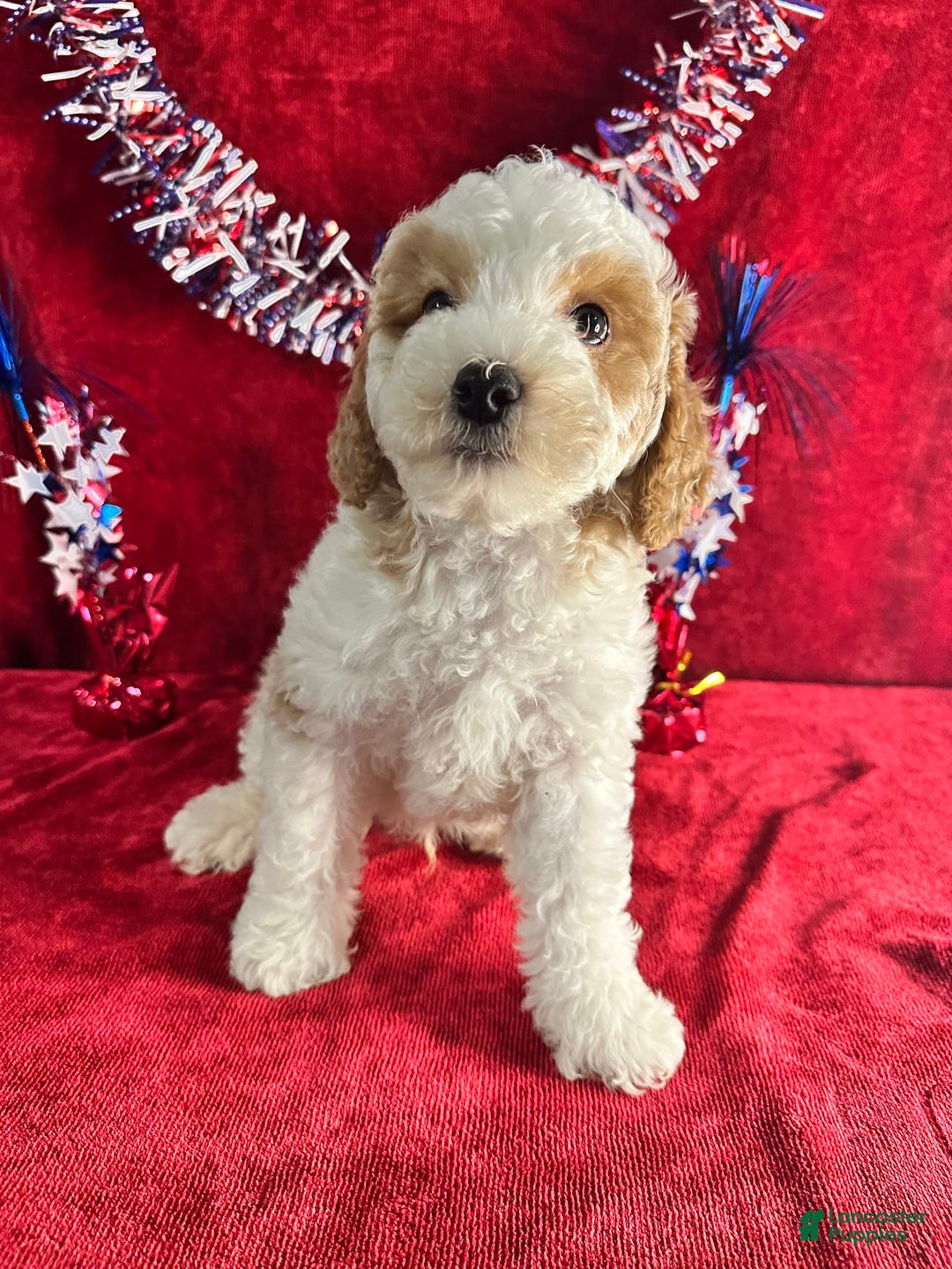Standard Poodle dogs for sale: Jupiter - Image 2