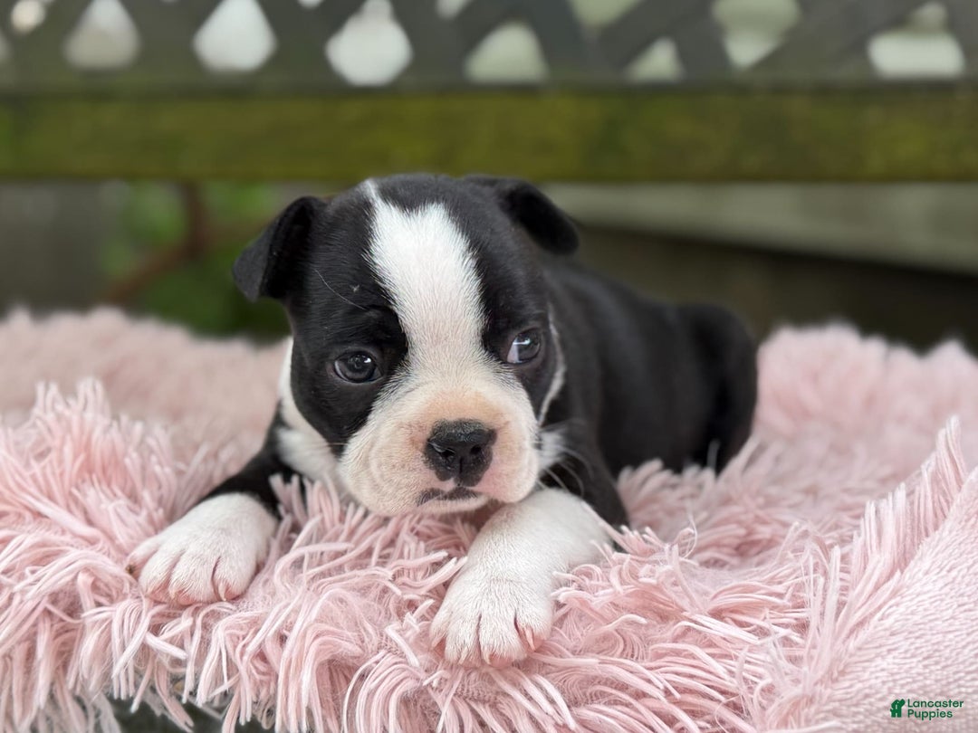 Frenchton dogs for sale: Jodi - Image 5
