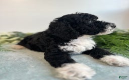 Mini Bernedoodle dogs for sale: Benito - Image 6