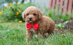 Maltipoo dogs for sale: Shiloh - Image 2