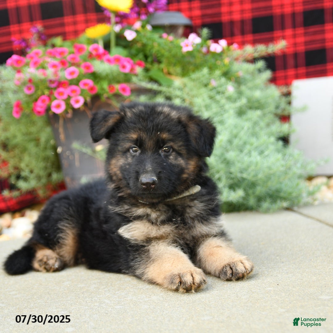 German Shepherd dogs for sale: Hades - Image 4