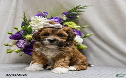Shihpoo dogs for sale: Caramel - Image 1